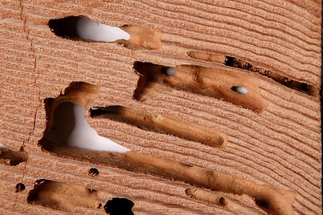 dempul kayu kusen untuk atasi lubang karena rayap