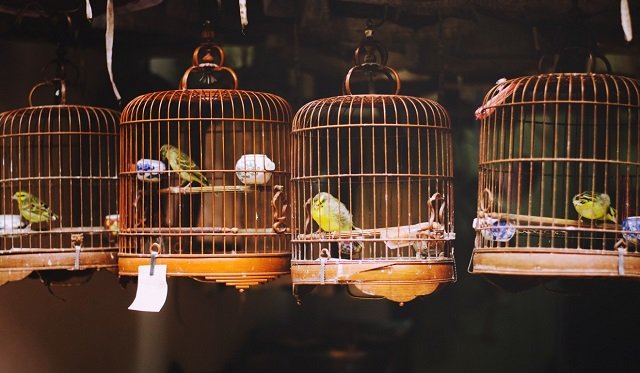 Mencari Cat Kayu untuk Sangkar Aman untuk Burung? Ini Jawabannya